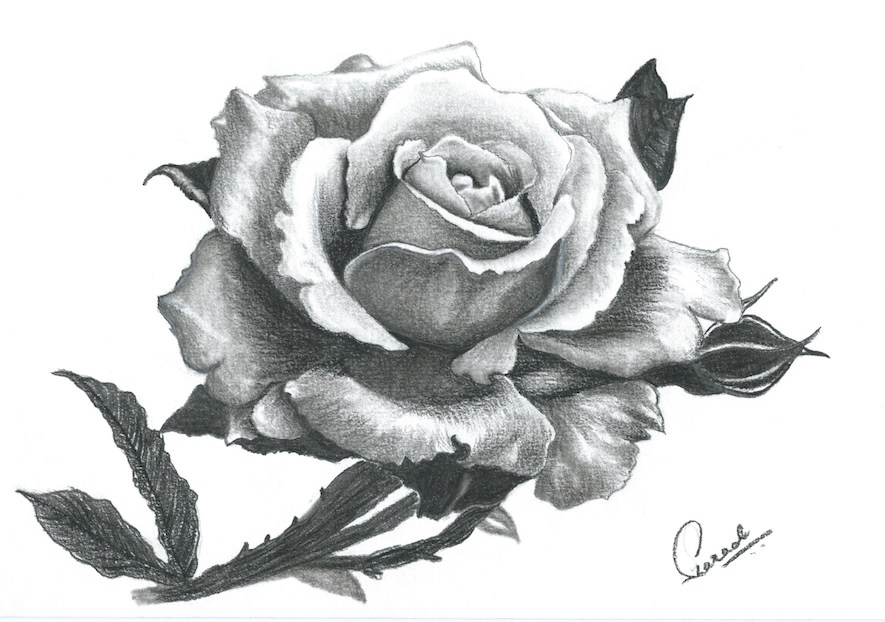 Rose - Symbol of Love