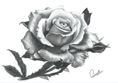 Rose - Symbol of Love