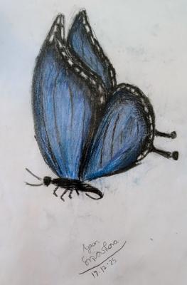 Colourful Butterfly